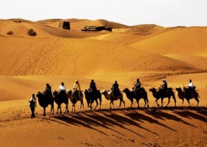 丝绸之路探险-沙漠中的骆驼