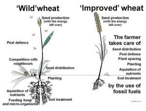 左边的那个是野麦小麦，右边的一个是驯养小麦。