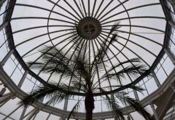 奇斯威克住宅-温室圆顶，显示在中心有一棵稀疏的棕榈树。
