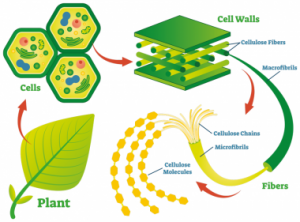 Cellulose iDesignWiki