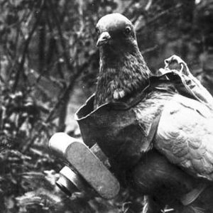 鸽子，二战时用来收集航拍照片